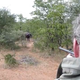 Illustration for article titled Why Does This World-Famous Conservationist Keep Shooting Animals?